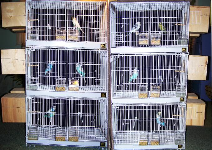 budgies breeding cage size