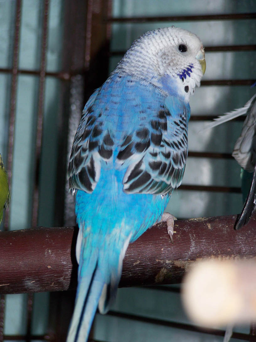 Violet question breeding pairs - Talk Budgies Forums