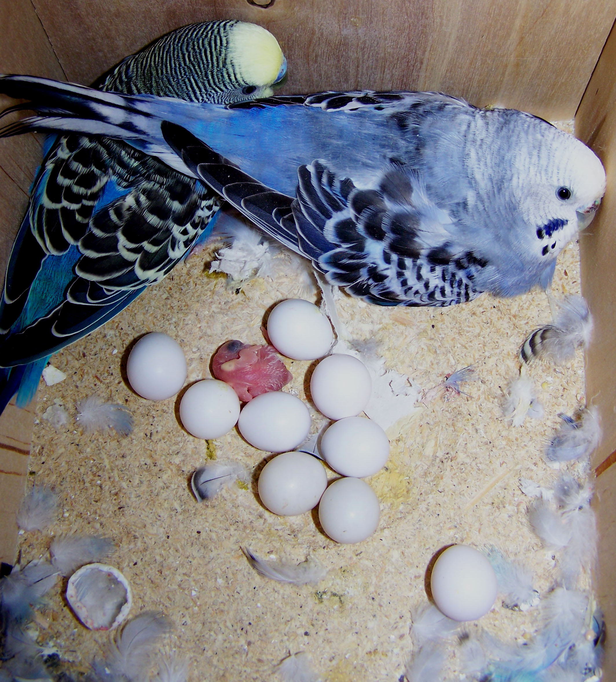 Сколько вынашивают яйца. Волнистый попугай высиживает яйца. Волнистая попугаи яица. Самка попугая высиживает яйца. Яйца волнистых попугаев.