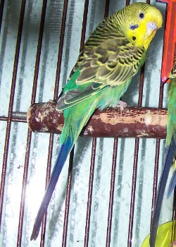 Spangle,dominant pied,cinnamon, GREY? - Talk Budgies Forums