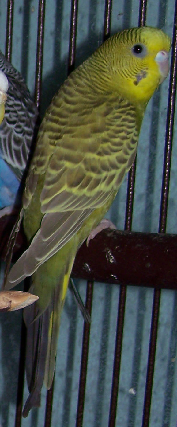 Spangle,dominant pied,cinnamon, GREY? - Talk Budgies Forums